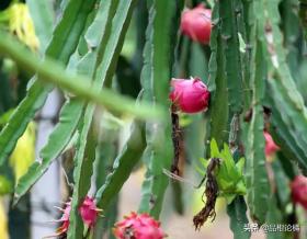 火龙果种植长时间没有开花结果？你需要注意这三点 