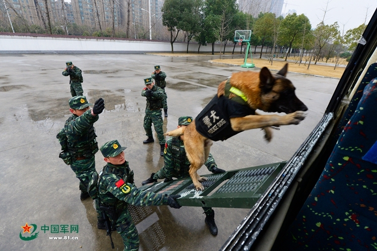 江豚在天鹅洲乐享生态家园  